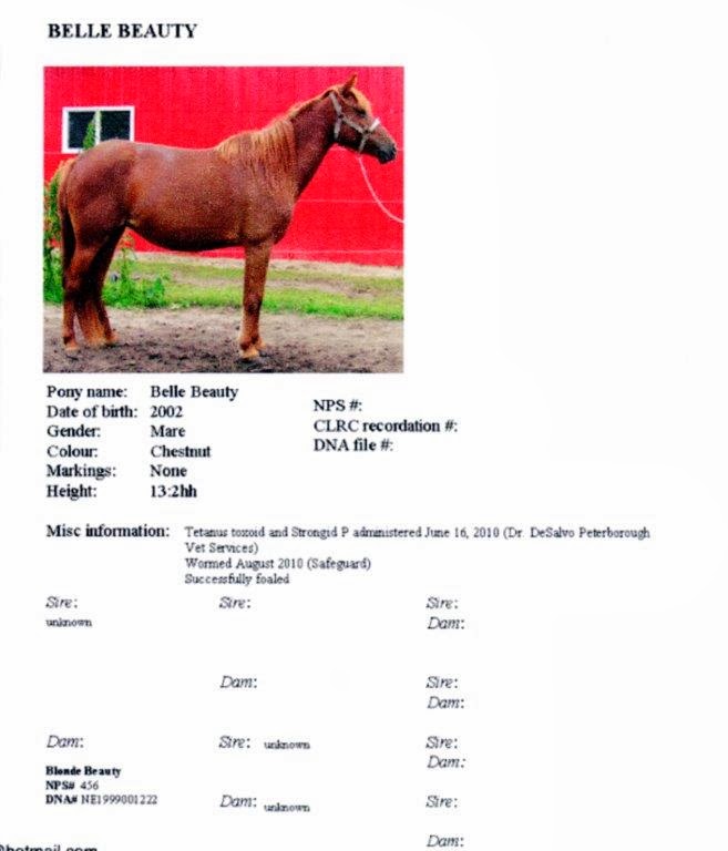 The Newfoundland Pony Blood Lines: Urgent - Newfoundland Pony Herd for ...