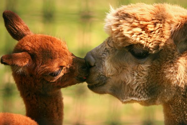 adorable animal kisses, adorable animals kissing, cute animals, animals love, animals in love