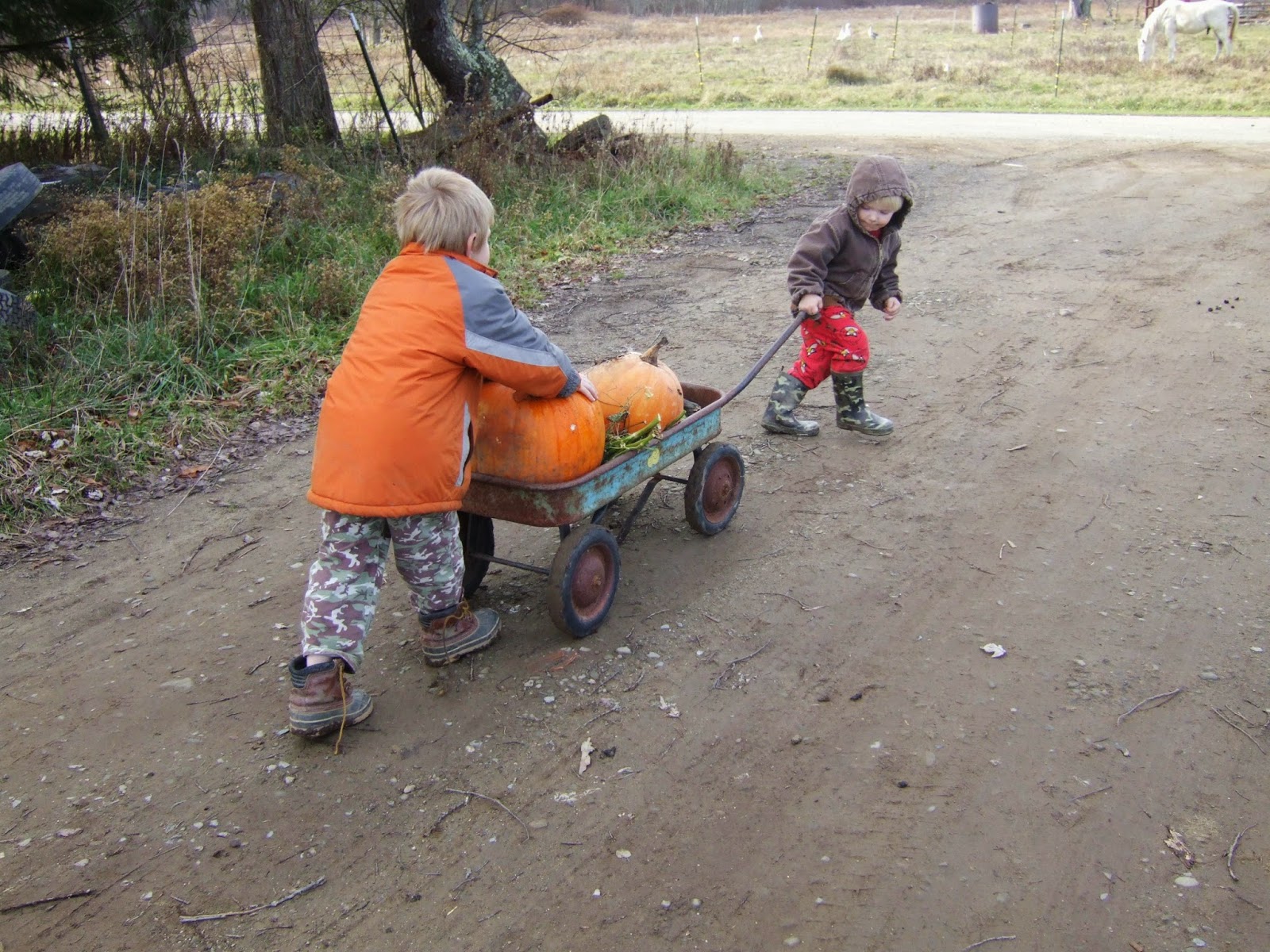 Seldom Seen Acres The baby pigs have arrived!