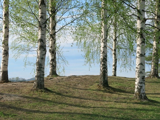 finnish nature, summer, 