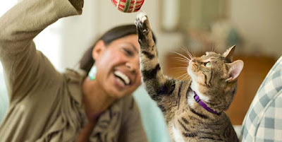 signs of cat depression