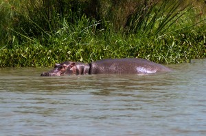 Hippo