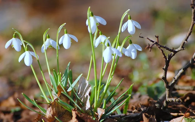 Foto met witte sneeuwklokjes in de lente