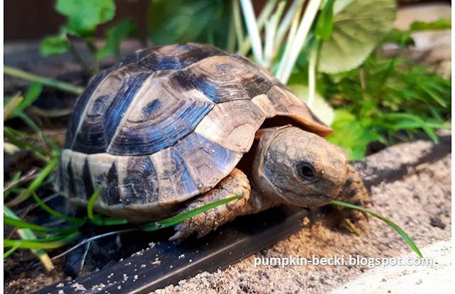 Stompy in his mini garden of edible plants Stompy mini garden edible plants