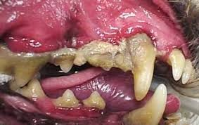 Gum Disease in Cats