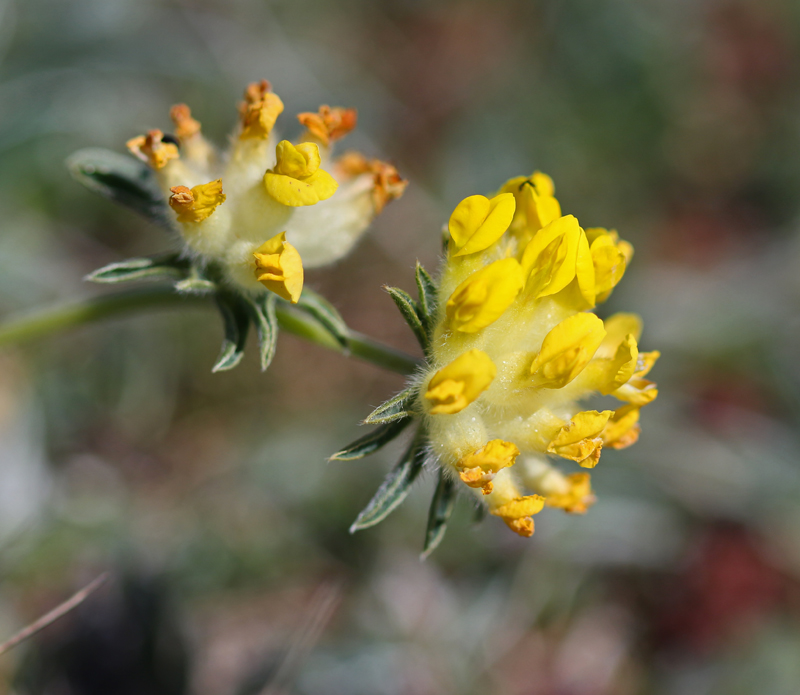 Orchids and Chalk Grassland Flowers East Kent 29/04/17