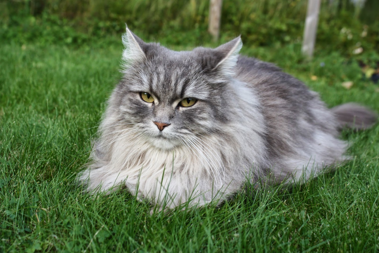 VÅRLI : Husets katter