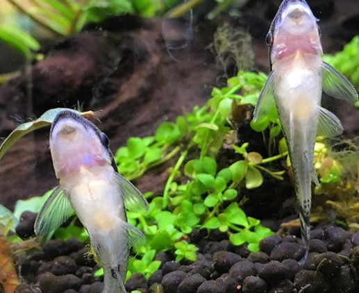Jenis Ikan Pemakan Lumut Aquarium Air Tawar Aquarium Air Laut
