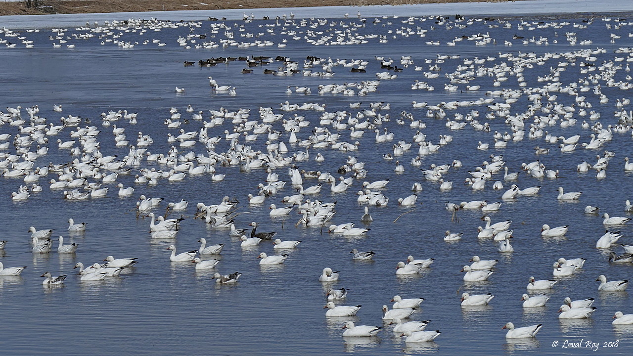 Des oiseaux sur ma route BaieduFebvre, l'incontournable.