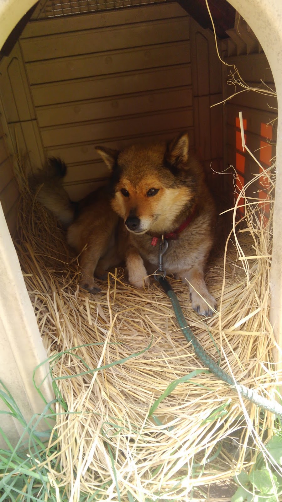 川上犬の子育て日記 5月 17