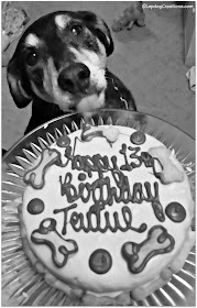 Senior dog with birthday cake