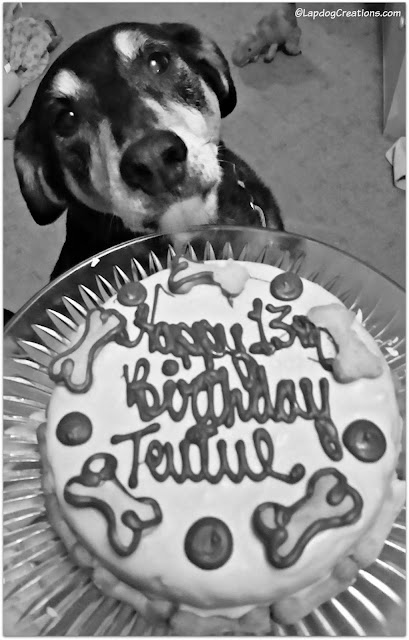 Senior dog with birthday cake