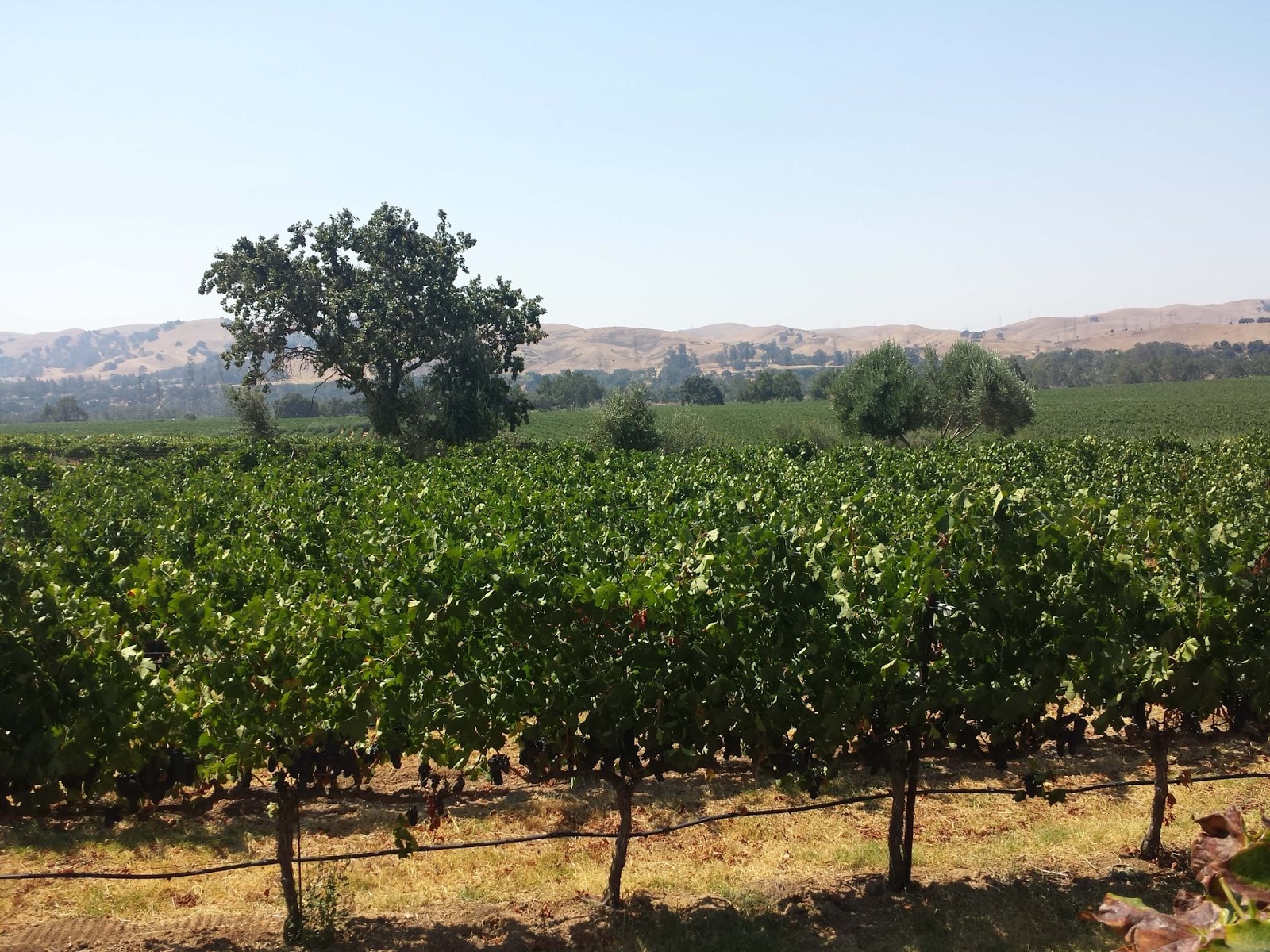 Seven Reasons to Visit the Livermore Valley AVA