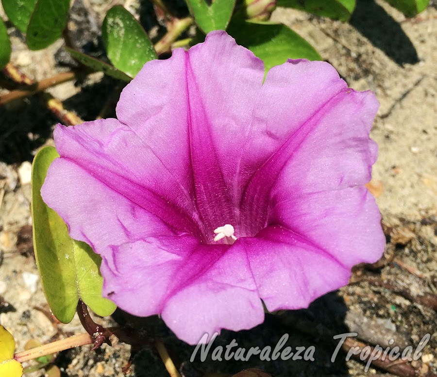 Vista de la flor de la planta Bejuco de Playa, Ipomoea pes-crapae