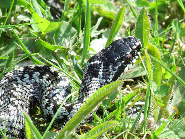 Żmija zygzakowata (Vipera berus)