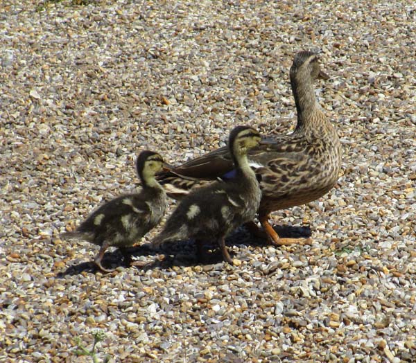 Does Not Equal Ducks, Deluxe