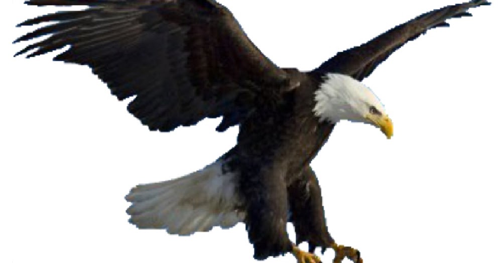 30 Mimpi menangkap burung elang togel
