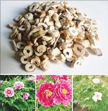 Phương thuốc trị bệnh xuất tinh sớm, loãng tinh, liệt dương, di tinh Phương thuốc trị bệnh xuất tinh sớm, loãng tinh, liệt dương, di tinh