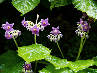 Iwatabako (Conandron ramondioides) flowers: Tokei-ji