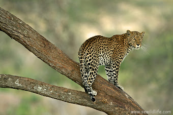 MACAN TUTUL AFRIKA (africa leopard)