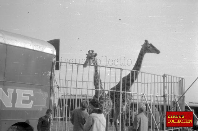 Les girafes du Cirque Bouglione  supervisent la ménagerie