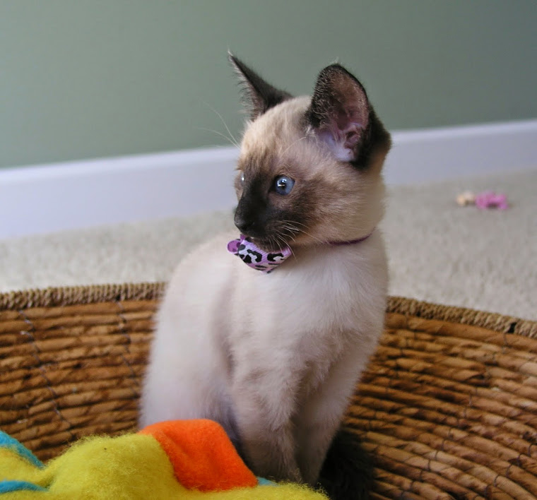 Carolina Blues Cattery Siamese Kittens for Sale Siamese Kittens for