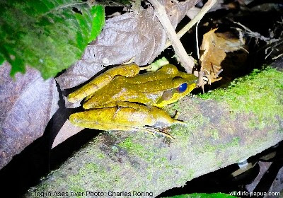 Night Walk Tour in Ases river of Tambrauw mountains