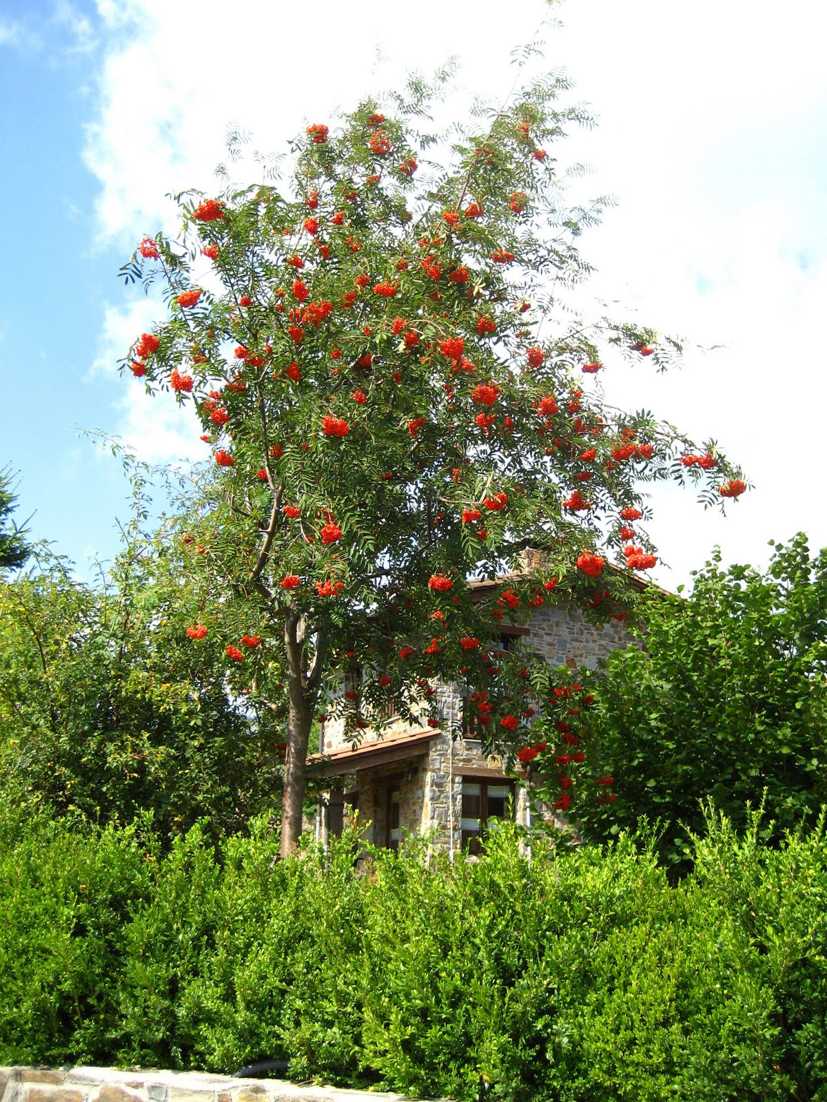 Árboles con alma: Serbal de cazadores. Moixera de Guilla. (Sorbus ...