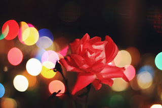 happy rose day 2016