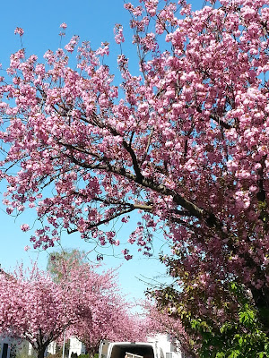 Kirschblüte