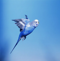 birds pet parakeet budgie flight bird djibouti parakeets budgies care flying pets parrots population beauty joys animals budgerigars budgerigar australian
