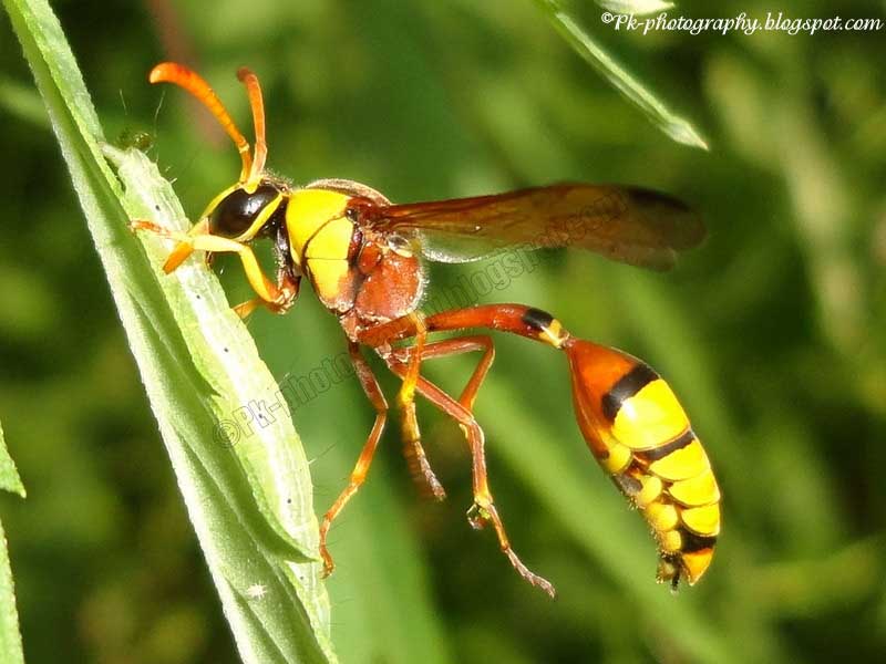 Potter Wasps Nature, Cultural, and Travel Photography Blog