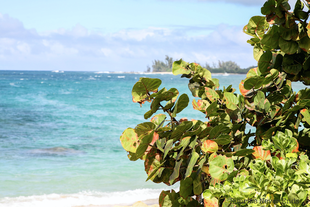 haleiwa,hawaii,north shore,oahu,paradise,a beachy life,surf,surf culture,beach life, beach girl