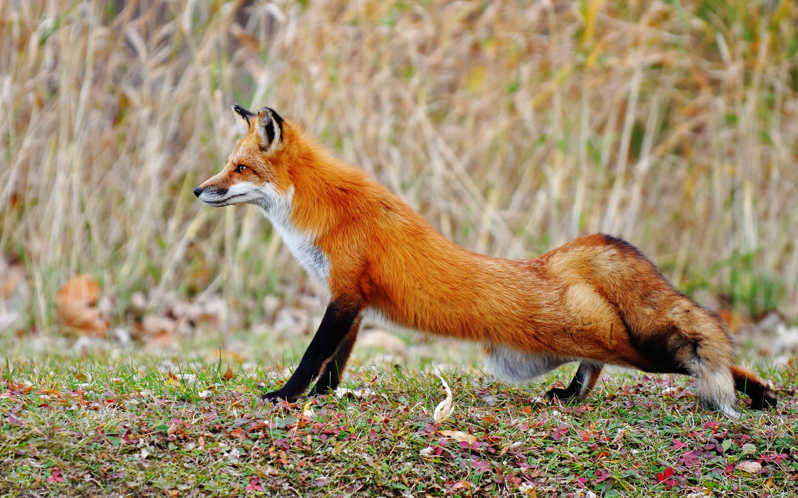 HD Wallpapers and Backgrounds of animals and pets: Foxes, Horses, Tiger, Dogs, Cats, Squirrels, Rabits and Others