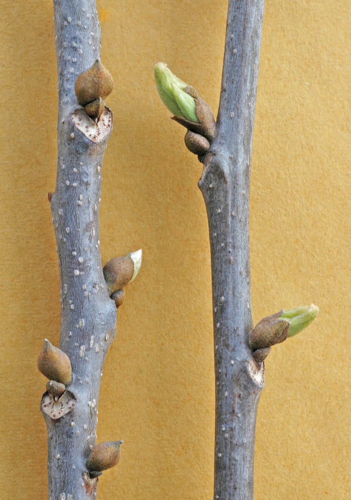 Northern Pecans Pecan trees breaking bud