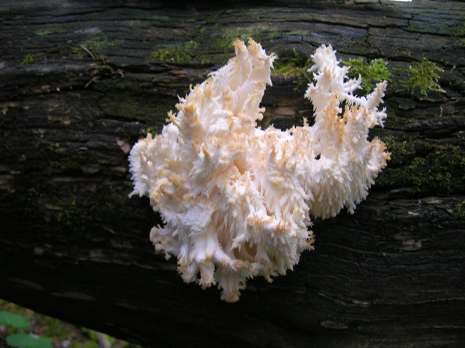 Musings of Musang What about the fungi? Hericium erinaceus, Hericium