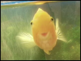 Passed on to Fish Heaven on April 16. 2012