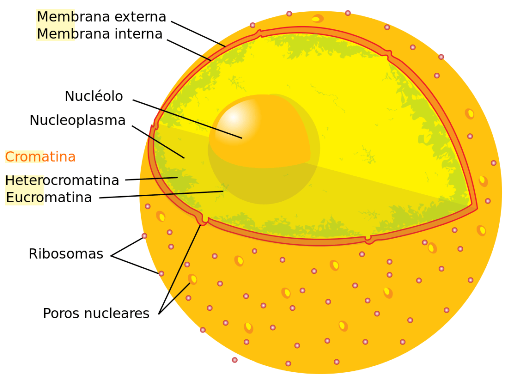 Histoembriologia LA CÉLULA ANIMAL EUCARIOTA