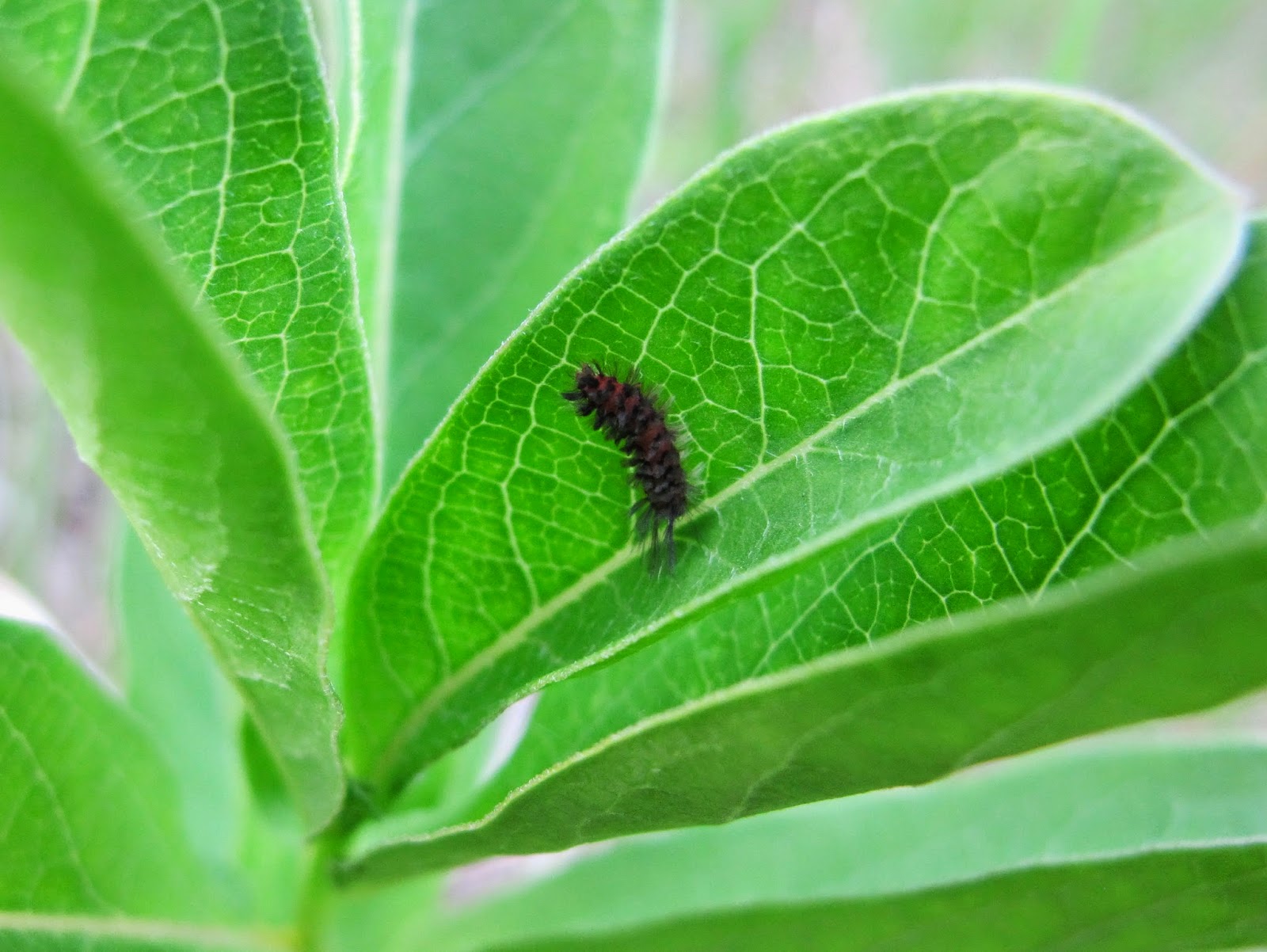 Blue Jay Barrens: Unexpected Tiger Moth Larvae
