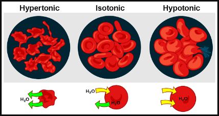 Pengertian Osmosis Pada Sel Dan Contoh Peristiwa Osmosis Pada Hewan Dan Tumbuhan Your Chemistry A