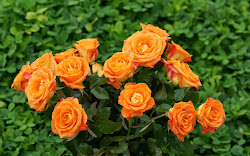 orange roses widescreen rose wallpapers desktop pc