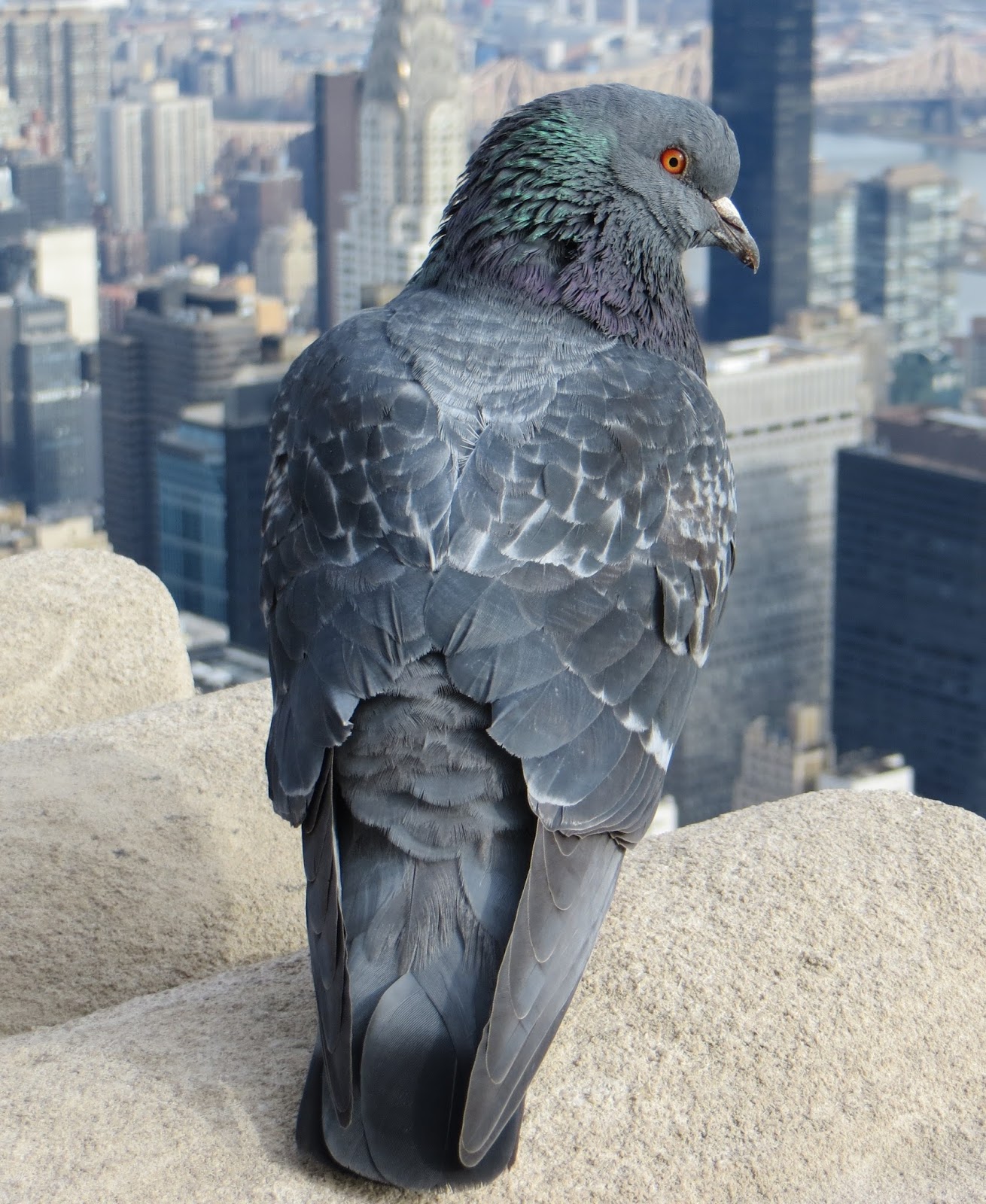 A pigeon on top of New York skyline. A pigeon on top of New York skyline.