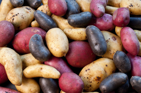 2 Prickly Pears: One potato, two potato, three potato, more....and more. 2 Prickly Pears: One potato, two potato, three potato, more....and more.