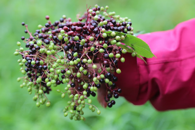 elderberries, foraging, Sweden