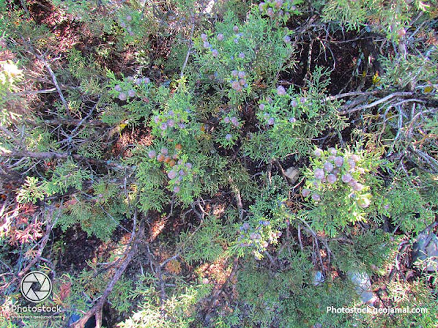 Juniperus phoenicea - Genévrier rouge - Arar 