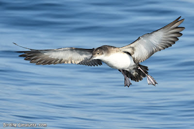 Baldriga mediterrània (Puffinus yelkouan) Baldriga mediterrània (Puffinus yelkouan)