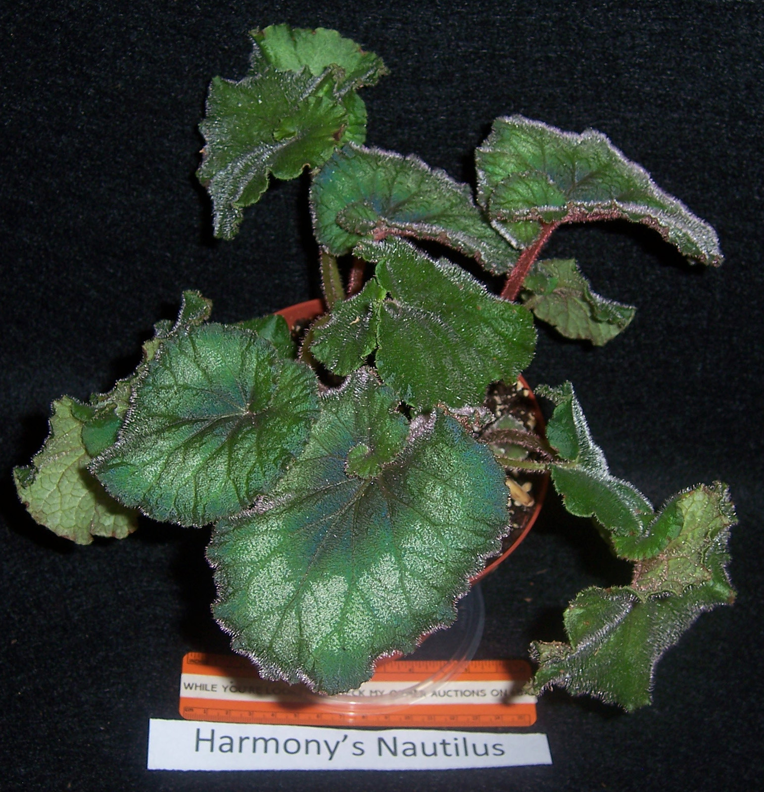 Всё о бегониях и не только... Begonia rex 'Harmony's Nautilus