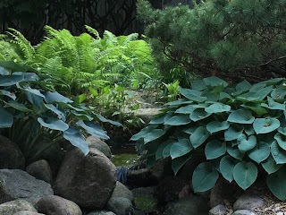 Ferns in June