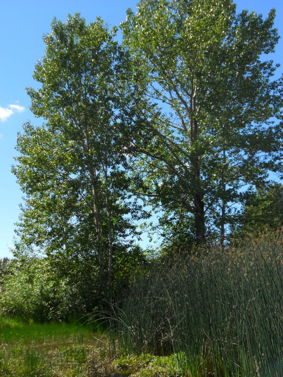 Observing The Natural World: Field Guide & Walking Tour for Union Bay ...