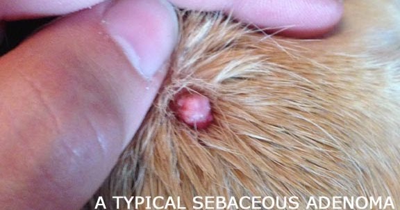 how i removed cysts from my left leg Large lump on my dogs leg 2nd a fatty lump and 3rd removed as but she started walking on just three legs and will not put weight on her left hind legmy. how i removed cysts from my left leg Large lump on my dogs leg 2nd a fatty lump and 3rd removed as but she started walking on just three legs and will not put weight on her left hind legmy.